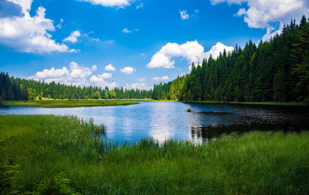 Landscape view of a lake nearby a forest covered by pine trees and a clear blue sky with occasional clouds